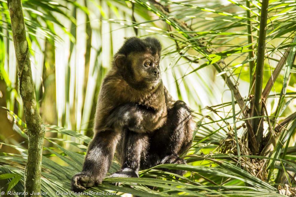 Imagem de um macaco sentado no chão do Parque de Itatiaia.